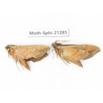 Sphingidae sp. China, Heilongjiang, Jiamusi. 2Pcs. Moth-Sphi-21285.