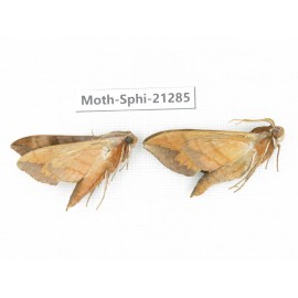 Sphingidae sp. China, Heilongjiang, Jiamusi. 2Pcs. Moth-Sphi-21285.