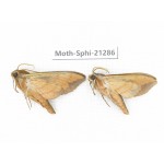 Sphingidae sp. China, Heilongjiang, Jiamusi. 2Pcs. Moth-Sphi-21286.