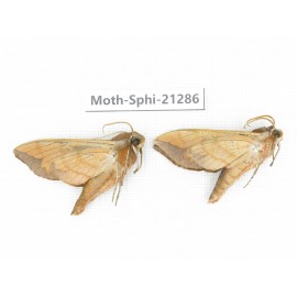 Sphingidae sp. China, Heilongjiang, Jiamusi. 2Pcs. Moth-Sphi-21286.