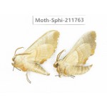 Sphingidae sp. China, Heilongjiang, Mudanjiang. 2Pcs. Moth-Sphi-211763.