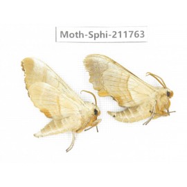 Sphingidae sp. China, Heilongjiang, Mudanjiang. 2Pcs. Moth-Sphi-211763.