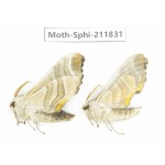 Sphingidae sp. China, Heilongjiang, Mudanjiang. 2Pcs. Moth-Sphi-211831.