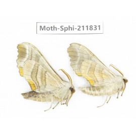 Sphingidae sp. China, Heilongjiang, Mudanjiang. 2Pcs. Moth-Sphi-211831.