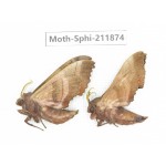 Sphingidae sp. China, Heilongjiang, Mudanjiang. 2Pcs. Moth-Sphi-211874.