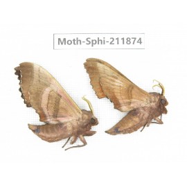 Sphingidae sp. China, Heilongjiang, Mudanjiang. 2Pcs. Moth-Sphi-211874.
