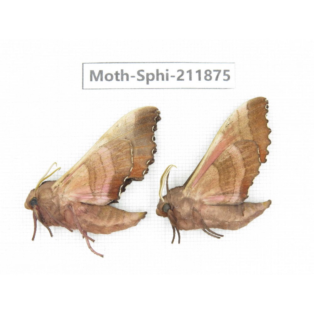Sphingidae sp. China, Heilongjiang, Mudanjiang. 2Pcs. Moth-Sphi-211875.