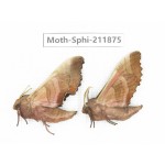 Sphingidae sp. China, Heilongjiang, Mudanjiang. 2Pcs. Moth-Sphi-211875.