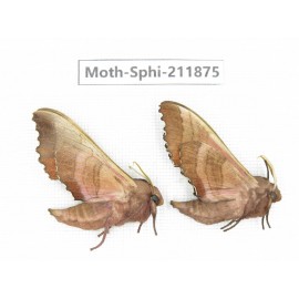 Sphingidae sp. China, Heilongjiang, Mudanjiang. 2Pcs. Moth-Sphi-211875.