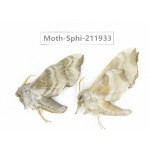 Sphingidae sp. China, Heilongjiang, Mudanjiang. 2Pcs. Moth-Sphi-211933.