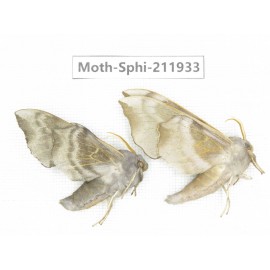 Sphingidae sp. China, Heilongjiang, Mudanjiang. 2Pcs. Moth-Sphi-211933.