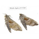 Sphingidae sp. China, Heilongjiang, Mudanjiang. 2Pcs. Moth-Sphi-211720.
