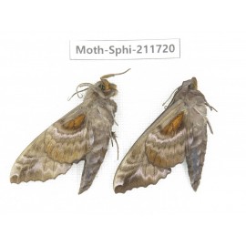 Sphingidae sp. China, Heilongjiang, Mudanjiang. 2Pcs. Moth-Sphi-211720.