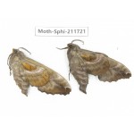 Sphingidae sp. China, Heilongjiang, Mudanjiang. 2Pcs. Moth-Sphi-211721.