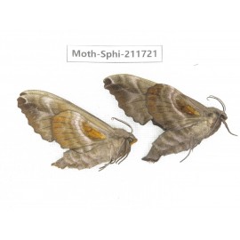 Sphingidae sp. China, Heilongjiang, Mudanjiang. 2Pcs. Moth-Sphi-211721.