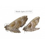 Sphingidae sp. China, Heilongjiang, Mudanjiang. 2Pcs. Moth-Sphi-211722.