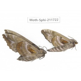Sphingidae sp. China, Heilongjiang, Mudanjiang. 2Pcs. Moth-Sphi-211722.