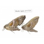 Sphingidae sp. China, Heilongjiang, Mudanjiang. 2Pcs. Moth-Sphi-211723.