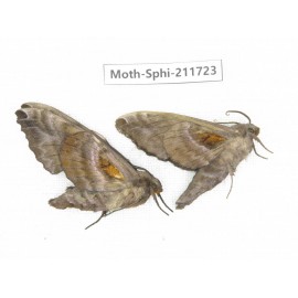 Sphingidae sp. China, Heilongjiang, Mudanjiang. 2Pcs. Moth-Sphi-211723.