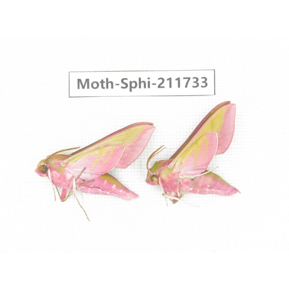 Sphingidae sp. China, Heilongjiang, Mudanjiang. 2Pcs. Moth-Sphi-211733.