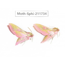 Sphingidae sp. China, Heilongjiang, Mudanjiang. 2Pcs. Moth-Sphi-211734.