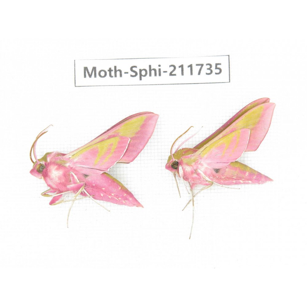 Sphingidae sp. China, Heilongjiang, Mudanjiang. 2Pcs. Moth-Sphi-211735.