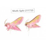Sphingidae sp. China, Heilongjiang, Mudanjiang. 2Pcs. Moth-Sphi-211735.