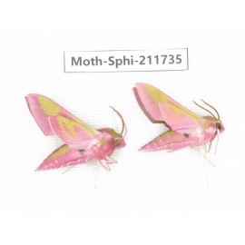 Sphingidae sp. China, Heilongjiang, Mudanjiang. 2Pcs. Moth-Sphi-211735.