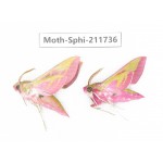 Sphingidae sp. China, Heilongjiang, Mudanjiang. 2Pcs. Moth-Sphi-211736.