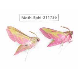 Sphingidae sp. China, Heilongjiang, Mudanjiang. 2Pcs. Moth-Sphi-211736.