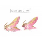 Sphingidae sp. China, Heilongjiang, Mudanjiang. 2Pcs. Moth-Sphi-211737.