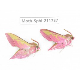 Sphingidae sp. China, Heilongjiang, Mudanjiang. 2Pcs. Moth-Sphi-211737.