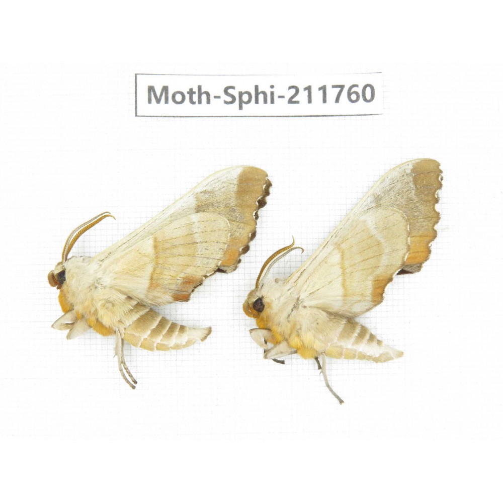 Sphingidae sp. China, Heilongjiang, Mudanjiang. 2Pcs. Moth-Sphi-211760.