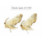 Sphingidae sp. China, Heilongjiang, Mudanjiang. 2Pcs. Moth-Sphi-211760.