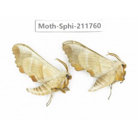 Sphingidae sp. China, Heilongjiang, Mudanjiang. 2Pcs. Moth-Sphi-211760.