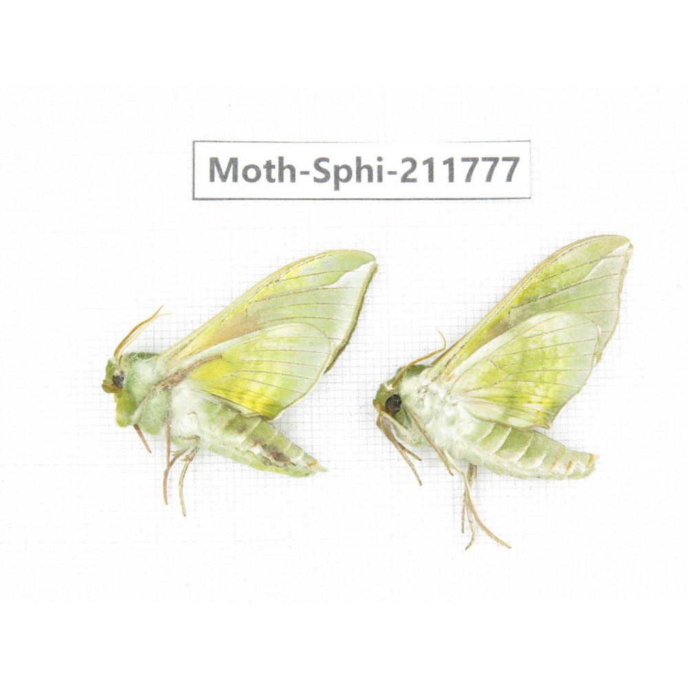 Sphingidae sp. China, Heilongjiang, Mudanjiang. 2Pcs. Moth-Sphi-211777.