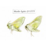 Sphingidae sp. China, Heilongjiang, Mudanjiang. 2Pcs. Moth-Sphi-211777.