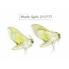Sphingidae sp. China, Heilongjiang, Mudanjiang. 2Pcs. Moth-Sphi-211777.