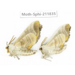Sphingidae sp. China, Heilongjiang, Mudanjiang. 2Pcs. Moth-Sphi-211835.