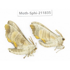 Sphingidae sp. China, Heilongjiang, Mudanjiang. 2Pcs. Moth-Sphi-211835.