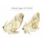 Sphingidae sp. China, Heilongjiang, Mudanjiang. 2Pcs. Moth-Sphi-211836.