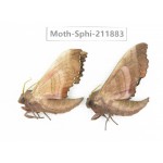 Sphingidae sp. China, Heilongjiang, Mudanjiang. 2Pcs. Moth-Sphi-211883.