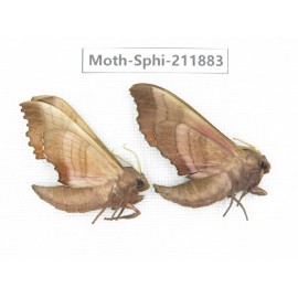 Sphingidae sp. China, Heilongjiang, Mudanjiang. 2Pcs. Moth-Sphi-211883.