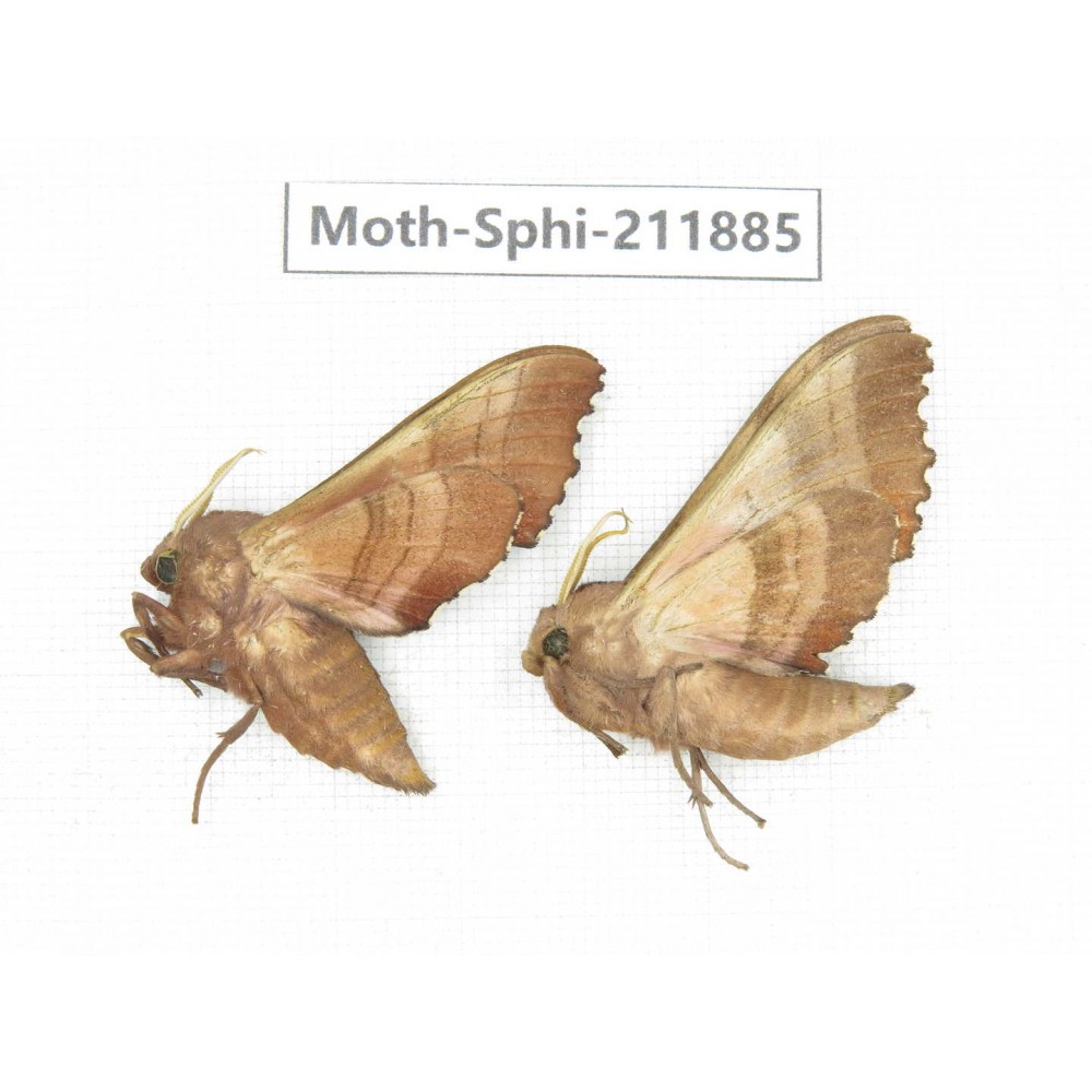 Sphingidae sp. China, Heilongjiang, Mudanjiang. 2Pcs. Moth-Sphi-211885.