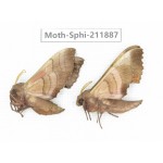 Sphingidae sp. China, Heilongjiang, Mudanjiang. 2Pcs. Moth-Sphi-211887.