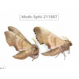 Sphingidae sp. China, Heilongjiang, Mudanjiang. 2Pcs. Moth-Sphi-211887.