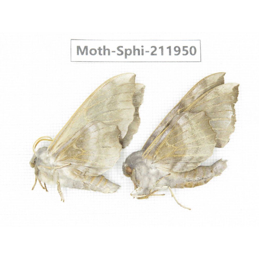 Sphingidae sp. China, Heilongjiang, Mudanjiang. 2Pcs. Moth-Sphi-211950.