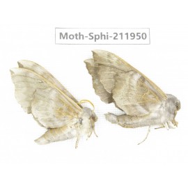 Sphingidae sp. China, Heilongjiang, Mudanjiang. 2Pcs. Moth-Sphi-211950.