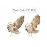 Sphingidae sp. China, Heilongjiang, Mudanjiang. 2Pcs. Moth-Sphi-211969.