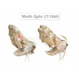 Sphingidae sp. China, Heilongjiang, Mudanjiang. 2Pcs. Moth-Sphi-211969.